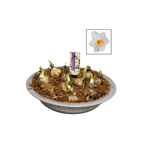 Bol op pot Narcis zinken schaal 29cm Kapiti Peach