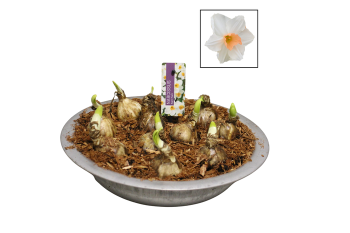 <h4>Bol op pot Narcis zinken schaal 29cm Kapiti Peach</h4>