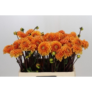 Dahlia Sylvia