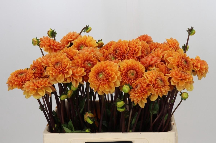 <h4>Dahlia Sylvia</h4>