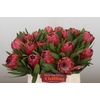 Protea Red Ice