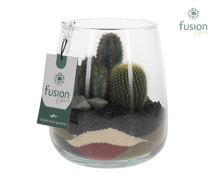 <h4>Glazen vaas Alzada met Cactus arrangement</h4>