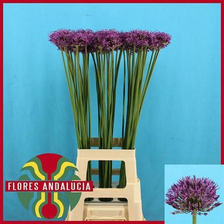 <h4>Allium Gladiator</h4>