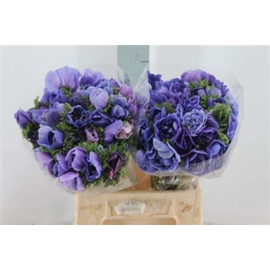 Anemoon Carillon Blue Double