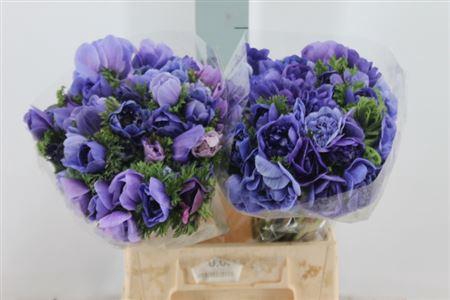 <h4>Anemoon Carillon Blue Double</h4>