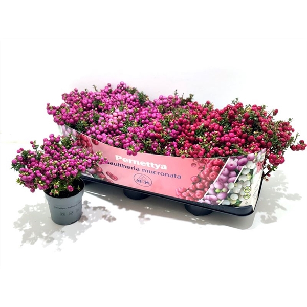 <h4>Gaultheria mucronata Mixtray</h4>