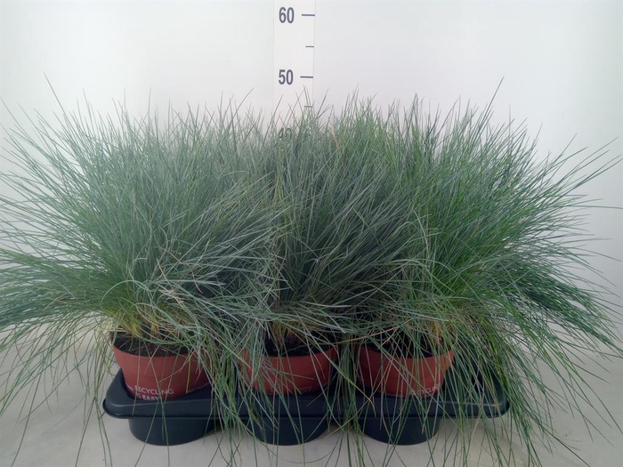 <h4>Festuca glauca 'Intens Blue'</h4>