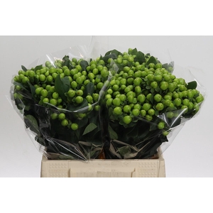 Hypericum Lucky Romance