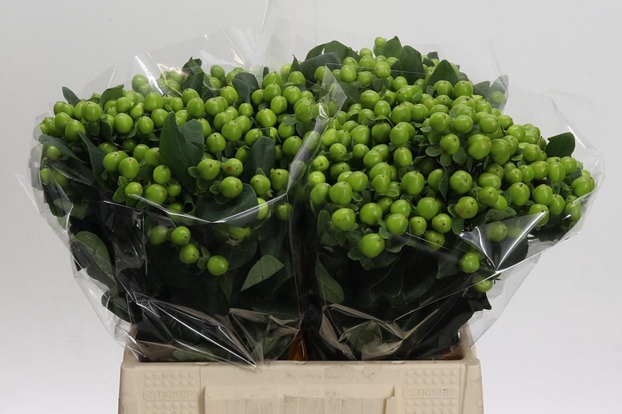 <h4>Hypericum Lucky Romance</h4>