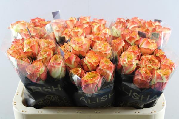 <h4>R Gr Adventure L 60</h4>