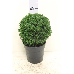 Buxus sempervirens bol P19 (potgekweekt)