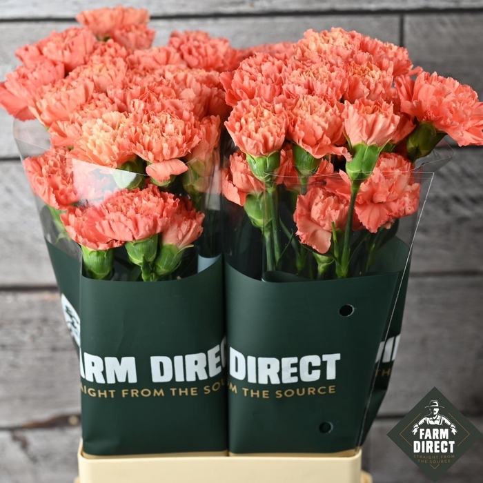 <h4>DI ST HAPPY SOLEADO</h4>