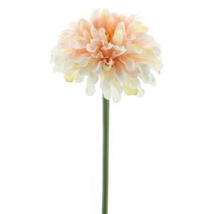 Wild zinnia pick 28cm champagne