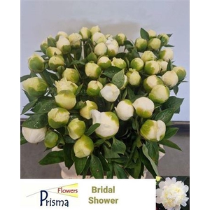 Paeo L Bridal Shower
