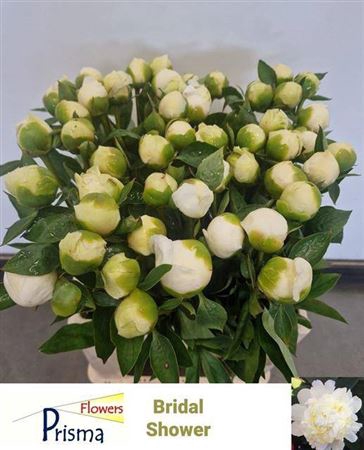 <h4>Paeo L Bridal Shower</h4>