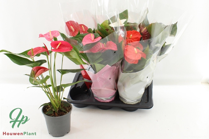 <h4>ANTHU AN GEM 4 KL</h4>