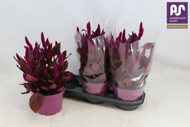 <h4>CEL MYSTIC SHADES</h4>