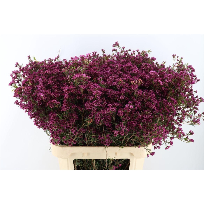 <h4>Cham Early Purple</h4>