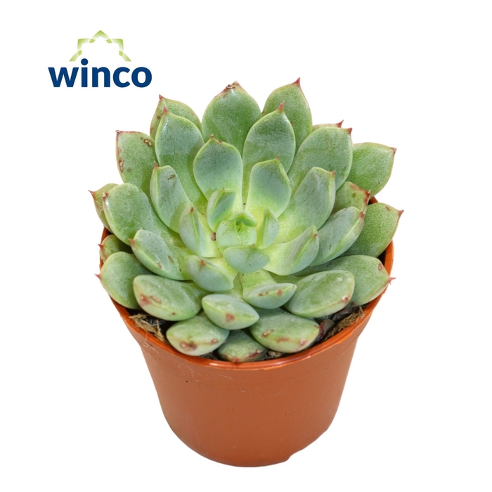 <h4>Echeveria Fabiola Blue</h4>