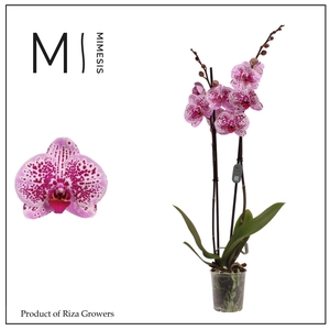 Phalaenopsis Mesmerion 2 spike – 12cm | Mimesis