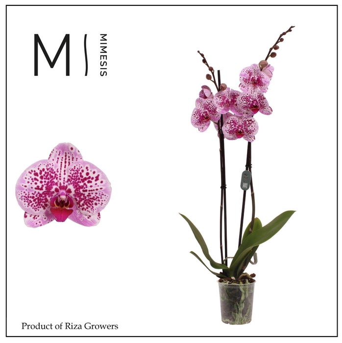 <h4>Phalaenopsis Mesmerion 2 spike – 12cm | Mimesis</h4>