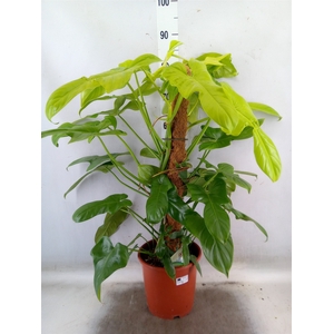 Philodendron   ...