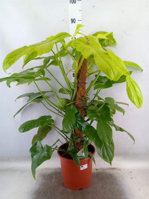 <h4>Philodendron   ...</h4>