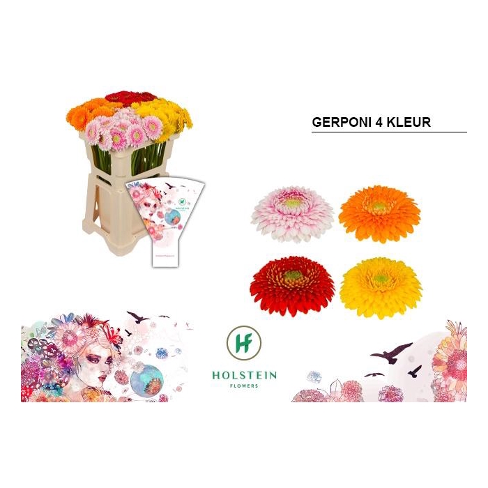 <h4>Ge Bv Gerponii Gem</h4>