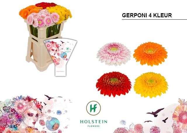 <h4>Germini Pomponi Mix 4 Kleur Water</h4>