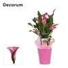 Zantedeschia (Calla) Roze in Ompot Amy LOVE (Decorum)