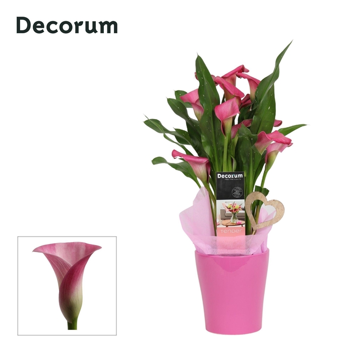 <h4>Zantedeschia (Calla) Roze in Ompot Amy LOVE (Decorum)</h4>