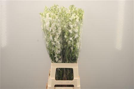 <h4>Delph En Be An White</h4>