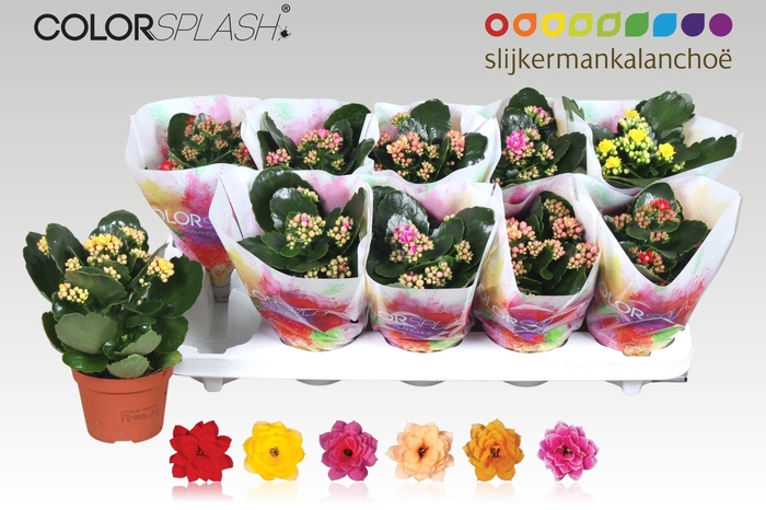 <h4>Kal Ge Gem 6 Kl</h4>