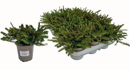 <h4>Eric Car Lena</h4>