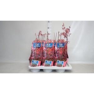 Acer palmatum 'Atropurpureum'