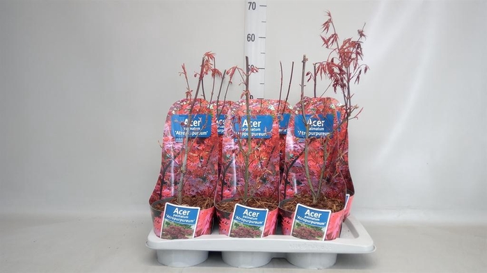 <h4>Acer palmatum 'Atropurpureum'</h4>