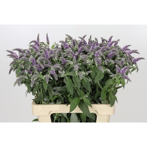 Mint Piperita (mentha)