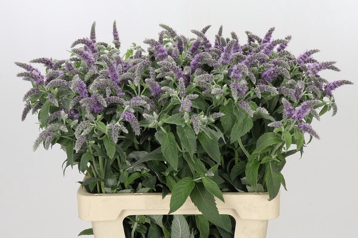 Mint Piperita (mentha)