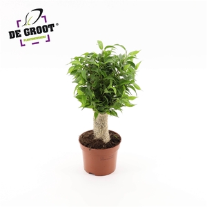 Ficus benjamina jute stam