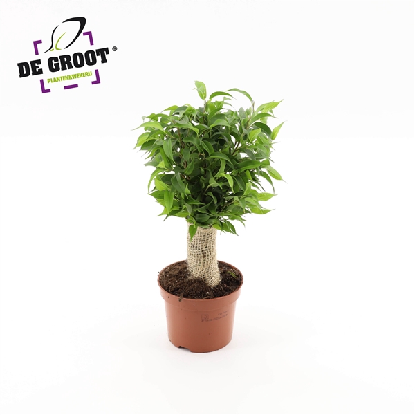 <h4>Ficus benjamina jute stam</h4>