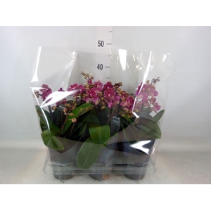 Phalaenopsis multi. 'Ant Chamonix'