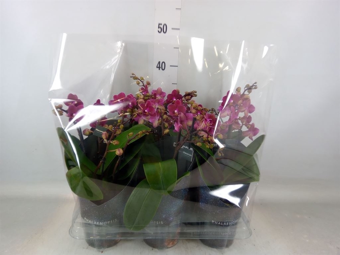<h4>Phalaenopsis multi. 'Ant Chamonix'</h4>
