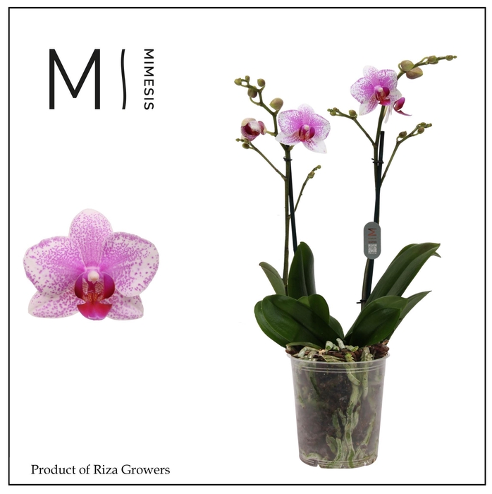 <h4>Phalaenopsis Rotterdam 2 spike - 12cm | Mimesis</h4>