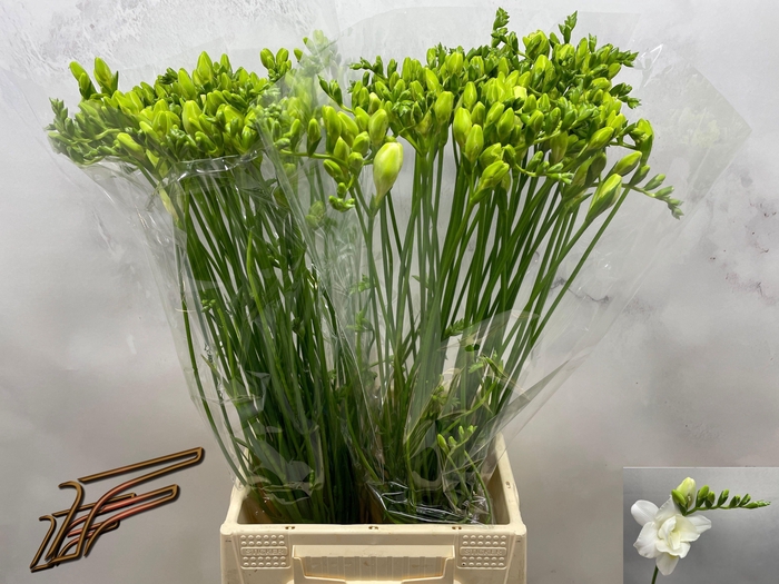 <h4>FR DU VOLANTE</h4>