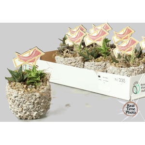 ARR SUCCULENTEN