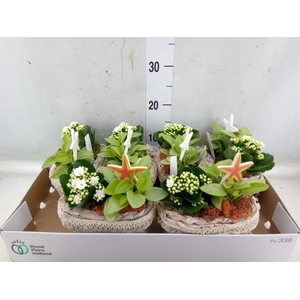 Arr.   Planten L%