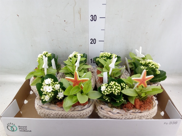 <h4>Arr.   Planten L%</h4>