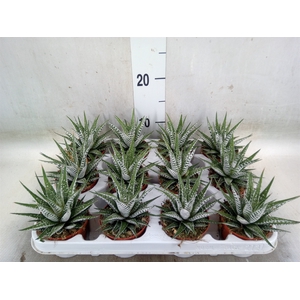 Haworthia fasciala 'Alba'