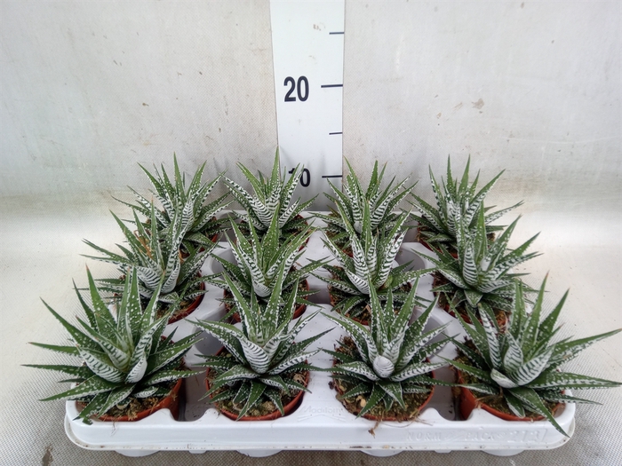 <h4>Haworthia fasciala 'Alba'</h4>