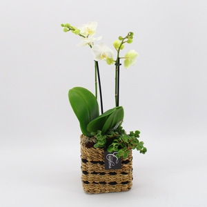 PHAL-2415W Phalaenopsis creatie